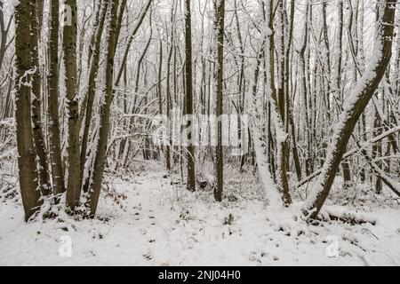 Forte vento soffiato neve soffiata su alberi che ricoprono la superficie esposta a nord, rami che si insidano sotto il peso di brulicante Foto Stock