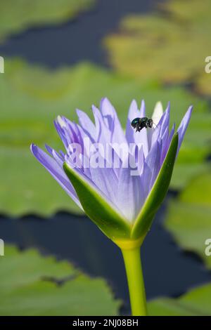 Peacock Carpenter Bee lasciando un giglio d'acqua blu. (Xylocopa bombarbylan) Bundaberg Australia Foto Stock