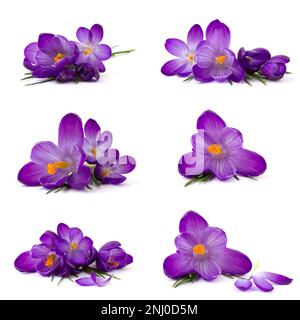 crocus fiore su sfondo bianco - fiori freschi di primavera - collage Foto Stock
