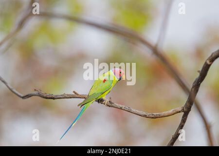 Parco Nazionale di Pench, Madhya Pradesh, India, Parakeet prugnito, Psittacula cyanocephala Foto Stock