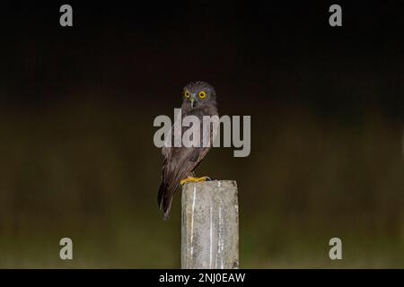 Isole Andamane, India, Hume's Hawk Owl, Ninox obscura humei Foto Stock