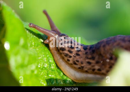 Lumaca senza guscio. Leopardo Slug Limax maximus, famiglia Limacidae, striscie su foglie verdi. Primavera, Ucraina, maggio. Foto di alta qualità Foto Stock