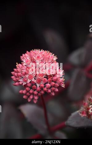 Single Sedum (Hylocelephium Telephium) 'Purple Emperor' Stonecrop Fiore cresciuto a RHS Garden Harlow Carr, Harrogate, Yorkshire, Inghilterra, UK. Foto Stock