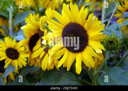 Girasoli gialli (Helianthus Annuus) 'Waooh!' Teste di fiore che crescono nel giardino di verdure a RHS Garden Harlow Carr, Harrogate, Yorkshire, Regno Unito. Foto Stock