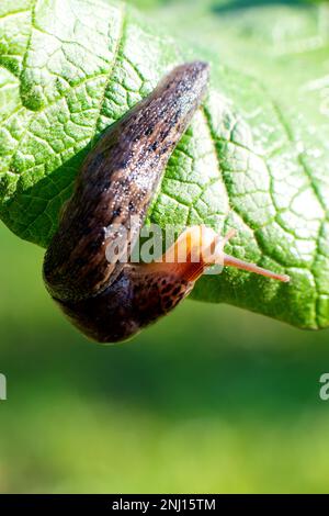 Lumaca senza guscio. Leopardo Slug Limax maximus, famiglia Limacidae, striscie su foglie verdi. Primavera, Ucraina, maggio. Foto di alta qualità Foto Stock