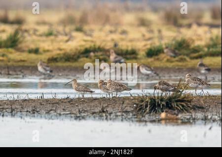 Curlew eurasiatico o Curlew comune, Numenius arquata su paludi Foto Stock