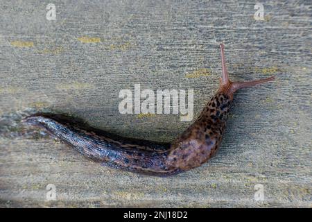 Lumaca senza guscio. Leopardo Slug Limax maximus, famiglia Limacidae, striscie su una superficie di legno. Foto di alta qualità Foto Stock