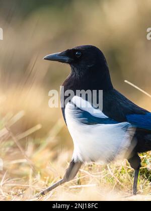Magpie eurasiatica, Pica pica in paludi Foto Stock