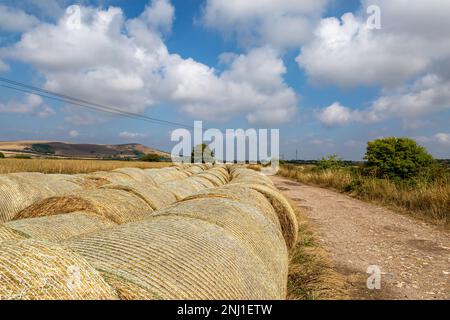 File di balle di fieno su terreni agricoli, nelle colline meridionali vicino a Lewes Foto Stock