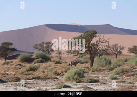 Esplorare il deserto del Namib in Africa con Trailfinders Foto Stock