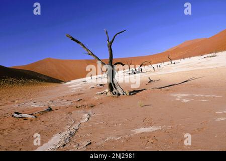 Esplorare il deserto del Namib in Namibia con G Adventures Foto Stock