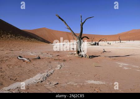 Esplorare il deserto del Namib in Namibia con G Adventures Foto Stock