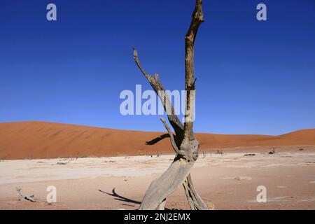 Esplorare il deserto del Namib in Namibia con G Adventures Foto Stock