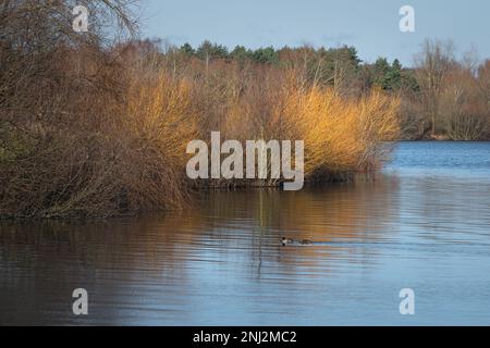 Acqua di Alton (serbatoio di Alton) in una giornata di sole nel mese di febbraio. Colori caldi di alberi, cielo blu. Foto Stock