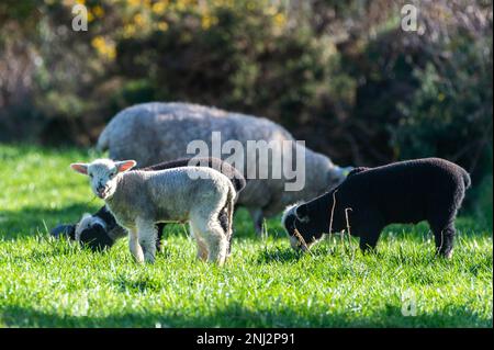 Schull, West Cork, Irlanda. 22nd Feb, 2023. Una mandria di pecore e agnelli si crogiola al sole primaverile di Schull questa mattina. Credit: AG News/Alamy Live News Foto Stock