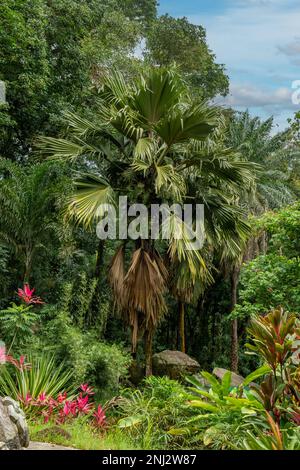 Lodoicea maldivica, Coco de Mer Foto Stock