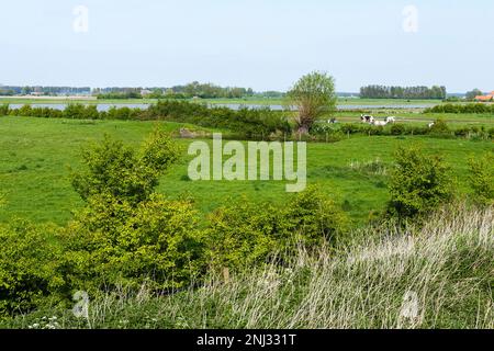 Paesaggio di annegato Land Saeftinghe Foto Stock