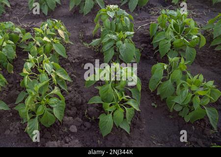 Cespugli di pepe verde in diverse file. Campo biologico con cespugli di pepe verde. Agricoltura ecologica Foto Stock