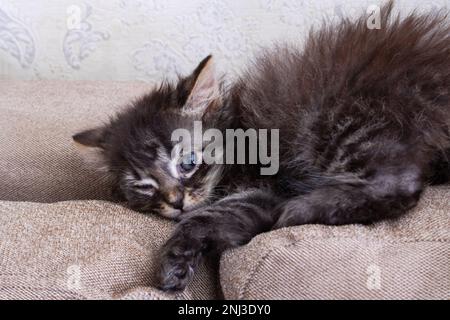Little Grey Kitten giocando sul divano primo piano Foto Stock
