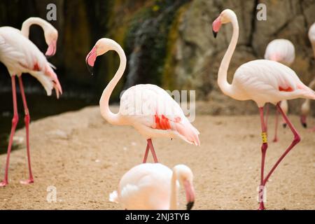 Colpo di corpo pieno di un fenicottero rosa a fuoco al centro, intorno a lui diffondere altri fenicotteri. Foto Stock