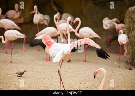 Foto integrale di un fenicottero rosa preso da dietro, con altri fenicotteri diffusi sullo sfondo. Foto Stock