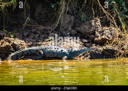 Coccodrillo americano sul fiume Grande Tarcoles in Costa Rica Foto Stock