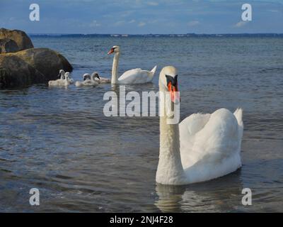 Primo piano di un cigno che nuota in mare, sullo sfondo diffondere la sua famiglia. Foto Stock