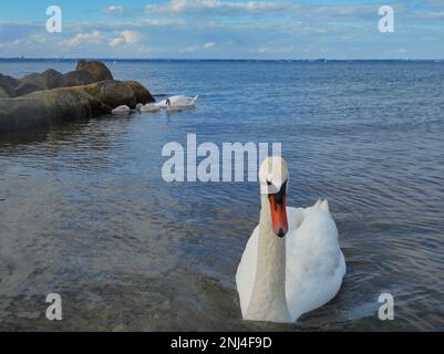 Primo piano di un cigno che nuota in mare, sullo sfondo diffondere la sua famiglia. Foto Stock