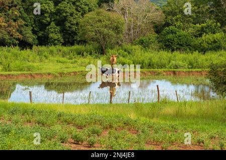 Goiania, Goias, Brasile – 21 febbraio 2023: Due buoi che pascolano sulle rive di un piccolo lago, pieno di alberi ed erba tutto intorno. Foto Stock