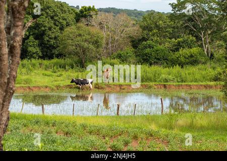 Goiania, Goias, Brasile – 21 febbraio 2023: Due buoi che pascolano sulle rive di un piccolo lago, pieno di alberi ed erba tutto intorno. Foto Stock