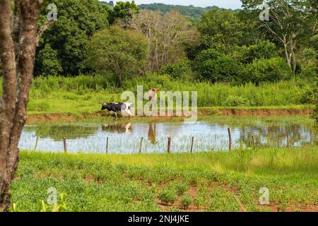 Goiania, Goias, Brasile – 21 febbraio 2023: Due buoi che pascolano sulle rive di un piccolo lago, pieno di alberi ed erba tutto intorno. Foto Stock