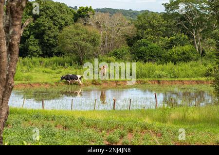 Goiania, Goias, Brasile – 21 febbraio 2023: Due buoi che pascolano sulle rive di un piccolo lago, pieno di alberi ed erba tutto intorno. Foto Stock