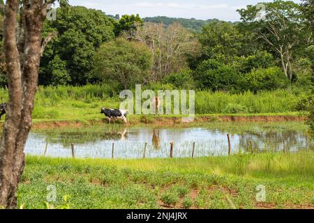 Goiania, Goias, Brasile – 21 febbraio 2023: Due buoi che pascolano sulle rive di un piccolo lago, pieno di alberi ed erba tutto intorno. Foto Stock