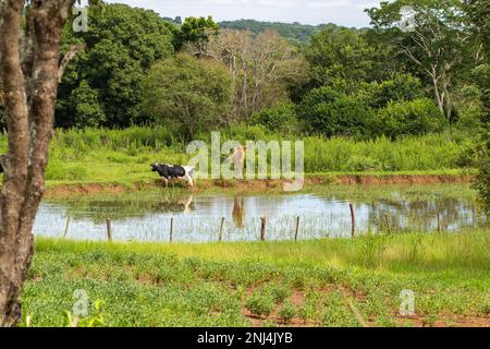 Goiania, Goias, Brasile – 21 febbraio 2023: Due buoi che pascolano sulle rive di un piccolo lago, pieno di alberi ed erba tutto intorno. Foto Stock