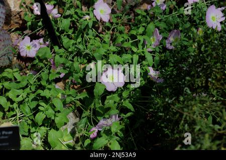 Il geranio selvatico, il maculatum del geranio, con i fiori rosa che fioriscono nella primavera nel Wisconsin, Stati Uniti Foto Stock