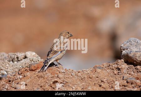 Piccolo bird watching a terra, Linnet comune, Linaria cannabina Foto Stock