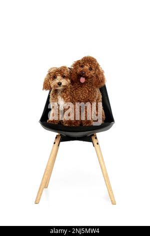 Due simpatici ricci rosso-marrone poodles, liitle cani in posa isolato su sfondo bianco studio. Gli animali domestici sembrano felici, sani e curati. Concetto di animale Foto Stock