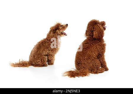 Due simpatici ricci rosso-marrone poodles, liitle cani in posa isolato su sfondo bianco studio. Gli animali domestici sembrano felici, sani e curati. Concetto di animale Foto Stock