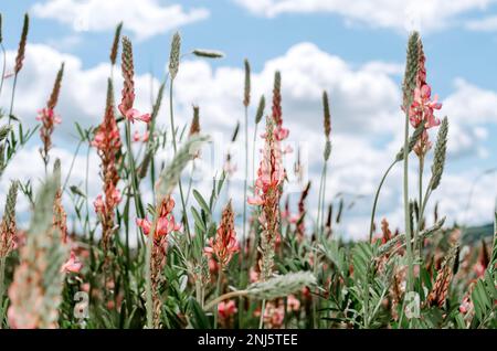 Primo piano fuoco selettivo di fiore di sainfoin nel campo Foto Stock