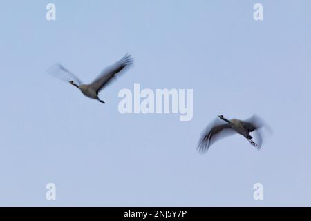 Coppia (2, coppia) di gru comuni (grus grus) in volo. Laguna de Gallocanta, Teruel, Aragón, Spagna, Europa. Foto Stock