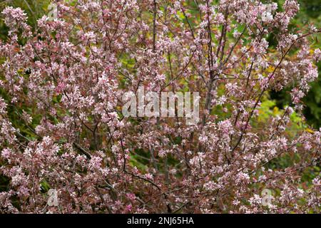 Malus niedzwetzkyana primo piano, fuoco morbido selettivo. Melo decorativo con fiori luminosi. Fiori viola nel giardino primaverile di alberi di mele da vicino Foto Stock