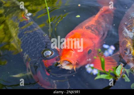 Primo piano di una carpa di koi rosso appena aprendo la bocca, circondata da altre carpe. Foto Stock