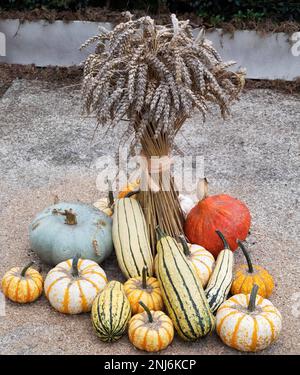 Gourds, zucche e wheatsheaf espositore al Chelsea Flower Show nel 2021. In una bella varietà di colori e strisce come arancione, giallo, verde, blu Foto Stock