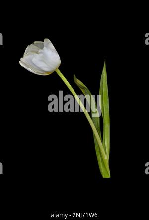 Immagine di un bel fiore di tulipano bianco in fiore su sfondo nero Foto Stock