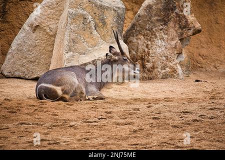 Corpo pieno di un'antilope giacente in un ambiente sabbioso, rocce sullo sfondo. Foto Stock