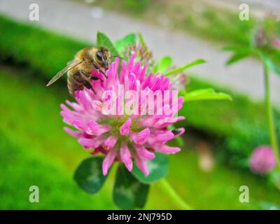 Primo piano estivo di ape seduta su fiore rosa. Foto Stock