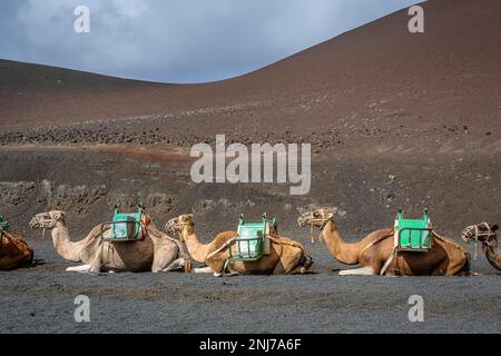 Echadero de Camellos, i cammelli aspettano il giro successivo con i turisti, il Parco Nazionale di Timanfaya, Ruta de Los Volcanes, Lanzarote, Spagna Foto Stock