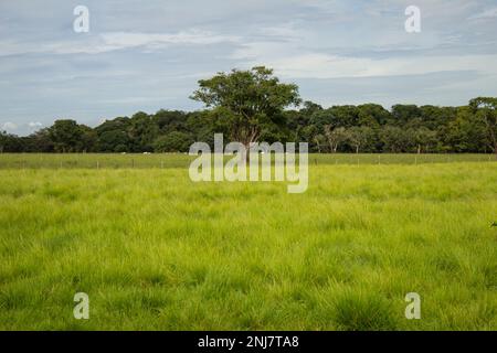 Goiania, Goias, Brasile – 21 febbraio 2023: Un paesaggio di un pascolo verde con alberi e cielo blu con alcune nuvole sullo sfondo. Foto Stock