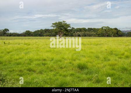 Goiania, Goias, Brasile – 21 febbraio 2023: Un paesaggio di un pascolo verde con alberi e cielo blu con alcune nuvole sullo sfondo. Foto Stock