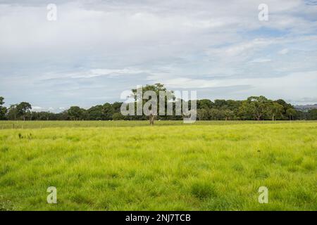 Goiania, Goias, Brasile – 21 febbraio 2023: Un paesaggio di un pascolo verde con alberi e cielo blu con alcune nuvole sullo sfondo. Foto Stock